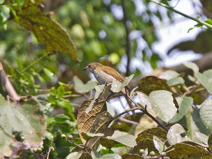 Slender-billed GreenbulCanon 7DFocal length 420mm1/160 sec exposureF5.6ISO 400