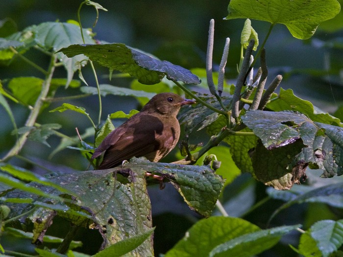 Toro Olive GreenbulCanon 7DFocal length 420mm1/160 sec exposureF5.6ISO 400