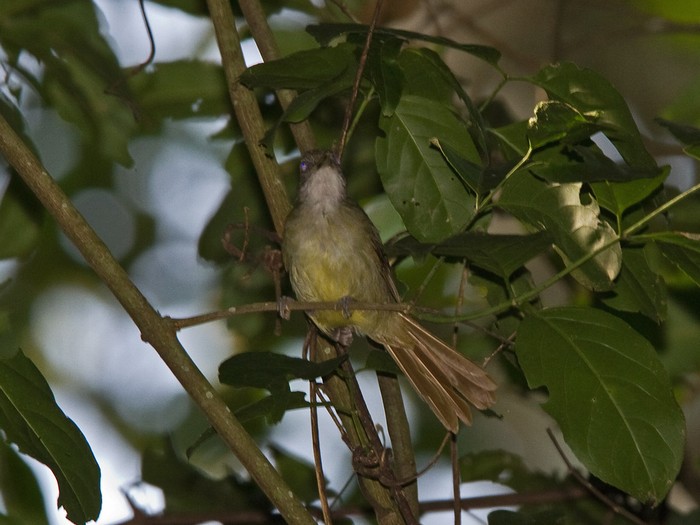 White-throated GreenbulCanon 7DFocal length 420mm1/160 sec exposureF6.3ISO 320