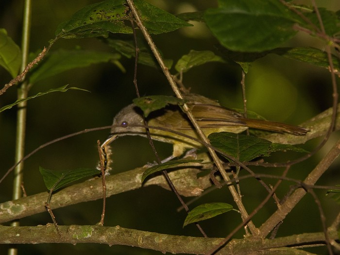 White-throated GreenbulCanon 7DFocal length 420mm1/125 sec exposureF6.3ISO 320