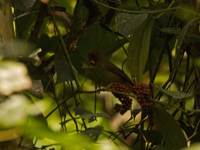 Yellow-whiskered GreenbulCanon 7DFocal length 420mm1/160 sec exposureF5.6ISO 400
