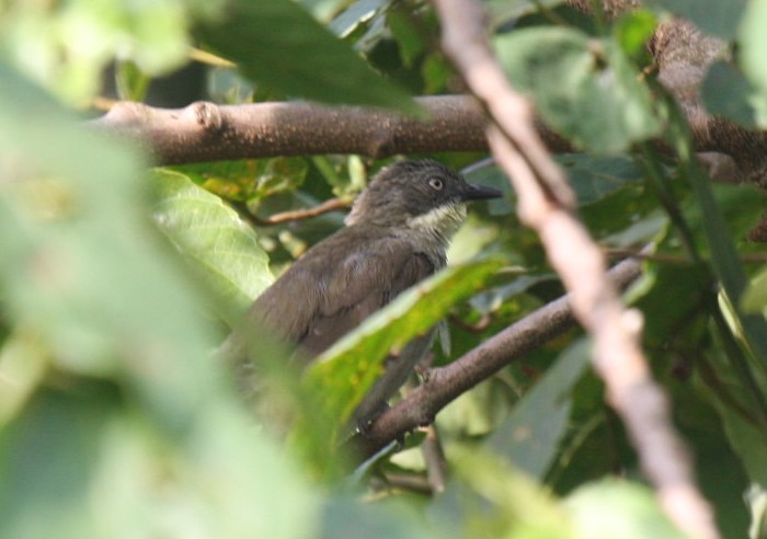 Yellow-throated LeafloveCanon 40DFocal length 400mm1/200 sec exposureF7.1ISO 400
