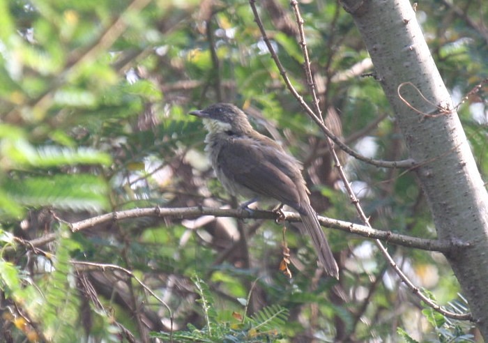 White-throated GreenbulCanon 40DFocal length 400mm1/160 sec exposureF7.1ISO 400