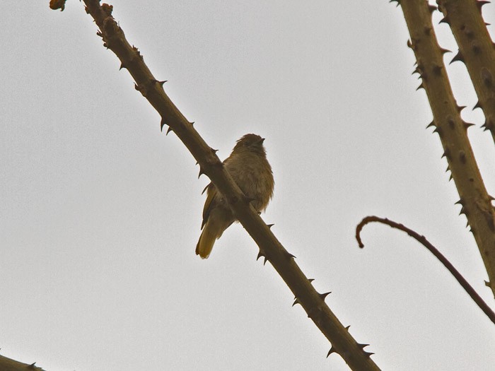 Cassin's HoneybirdCanon 7DFocal length 420mm1/640 sec exposureF5.6ISO 200