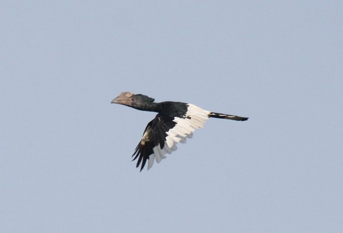 Black-and-white-casqued HornbillCanon 40DFocal length 400mm1/1000 sec exposureF7.1ISO 400