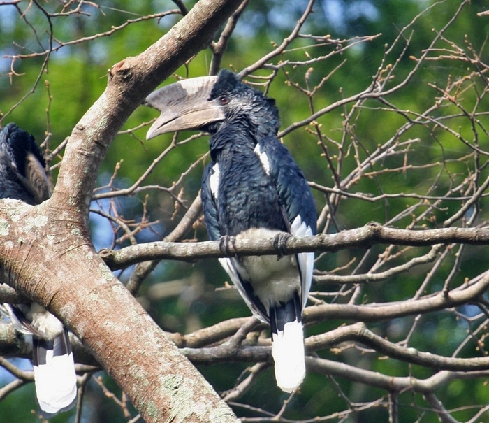 Black-and-white-casqued HornbillCanon 40DFocal length 400mm1/200 sec exposureF5.6ISO 400