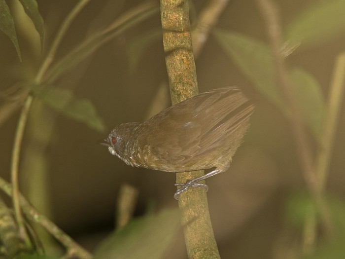 Scaly-breasted IlladopsisCanon 7DFocal length 420mm1/100 sec exposureF6.3ISO 320