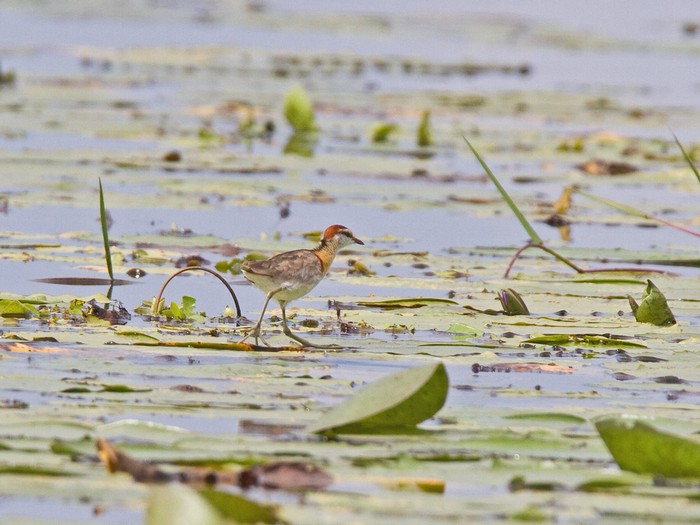 Lesser JacanaCanon 7DFocal length 420mm1/1000 sec exposureF7.1ISO 400