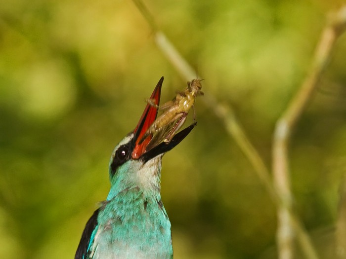 Blue-breasted KingfisherCanon 7DFocal length 420mm1/200 sec exposureF7.1ISO 320