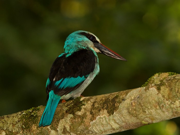Blue-breasted KingfisherCanon 7DFocal length 420mm1/320 sec exposureF7.1ISO 320