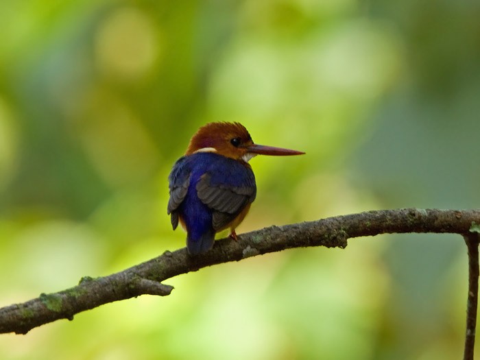 Dwarf KingfisherCanon 7DFocal length 420mm1/100 sec exposureF7.1ISO 250