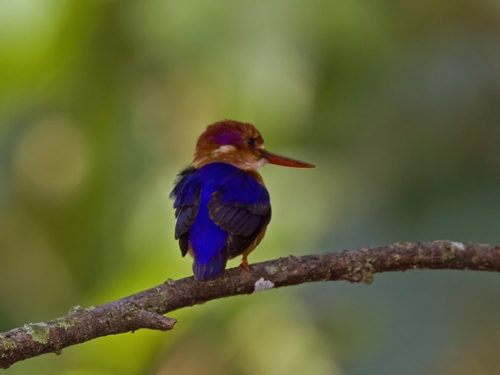 Dwarf KingfisherCanon 7DFocal length 420mm1/160 sec exposureF7.1ISO 250