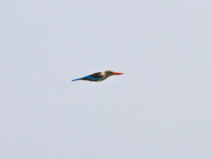 Grey-headed KingfisherCanon 7DFocal length 420mm1/800 sec exposureF7.1ISO 200