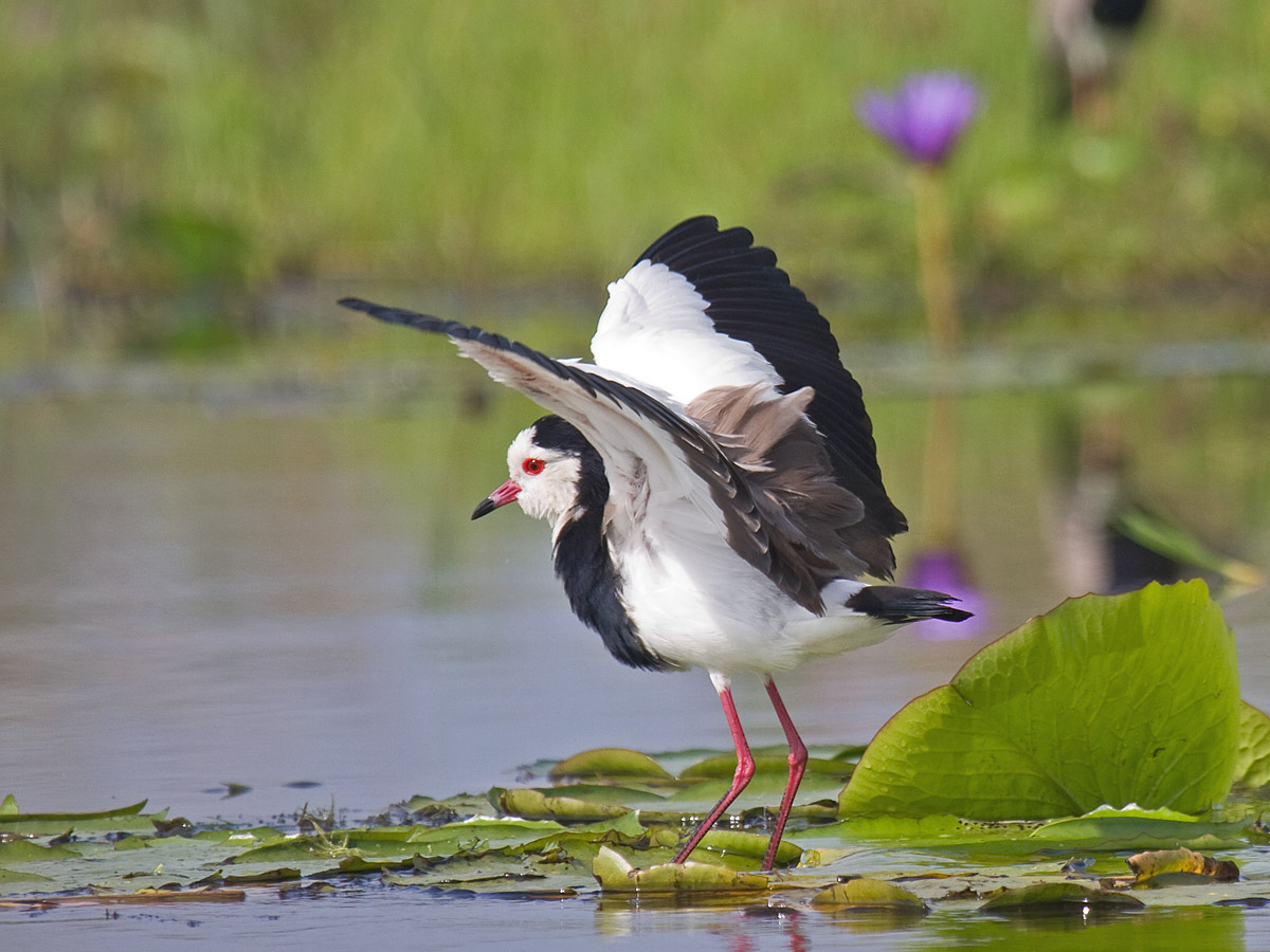 Long-toed LapwingCanon 40DFocal length 400mm1/500 sec exposureF7.1ISO 400
