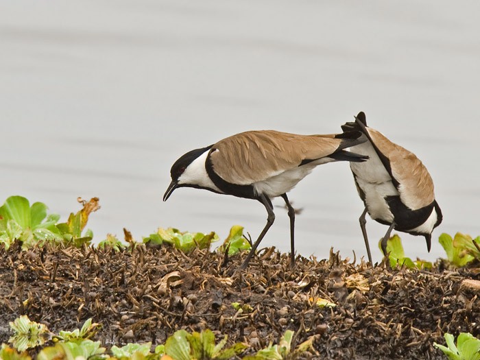 Spur-winged LapwingCanon 7DFocal length 420mm1/320 sec exposureF7.1ISO 200