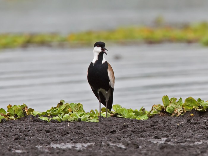 Spur-winged LapwingCanon 7DFocal length 420mm1/400 sec exposureF7.1ISO 200