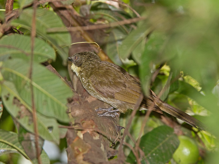 Yellow-throated LeafloveCanon 7DFocal length 420mm1/250 sec exposureF6.3ISO 320