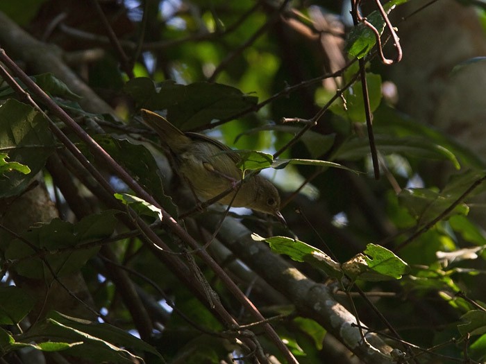 Grey LongbillCanon 7DFocal length 420mm1/160 sec exposureF6.3ISO 250
