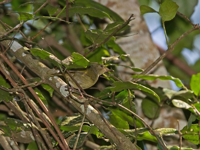 Grey LongbillCanon 7DFocal length 420mm1/160 sec exposureF6.3ISO 250