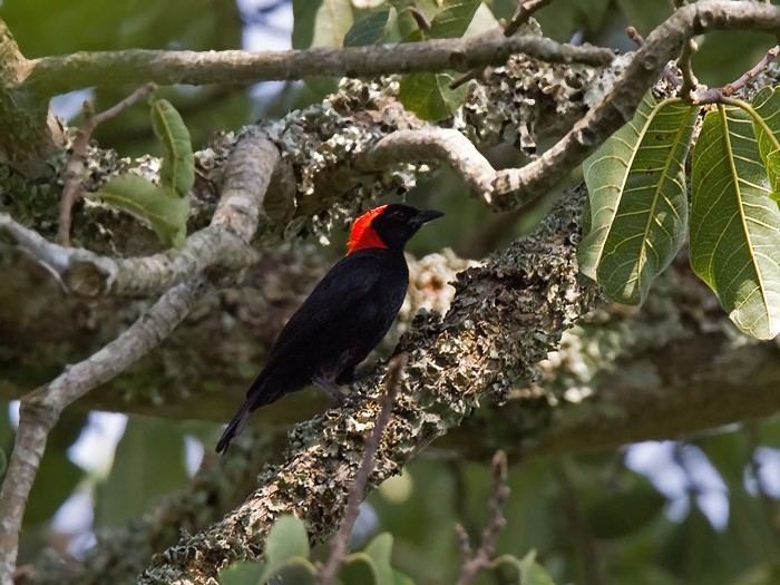 Red-headed MalimbeCanon 7DFocal length 420mm1/200 sec exposureF6.3ISO 250