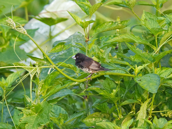 Black-and-white MannikinCanon 7DFocal length 420mm1/80 sec exposureF6.3ISO 250