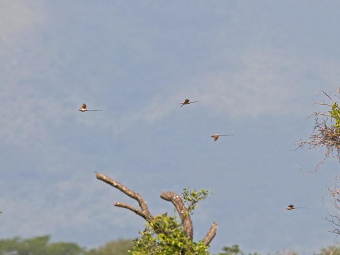 Blue-naped MousebirdCanon 7DFocal length 420mm1/800 sec exposureF7.1ISO 200