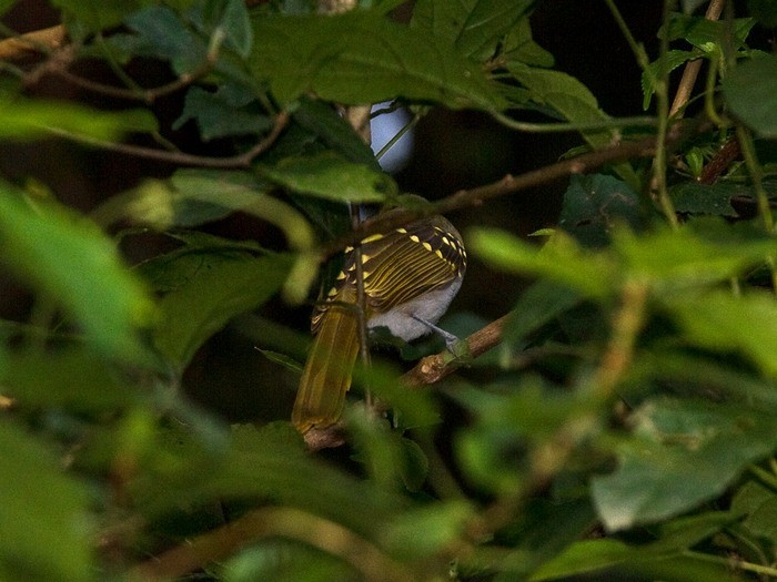 Western NicatorCanon 7DFocal length 420mm1/320 sec exposureF6.3ISO 500