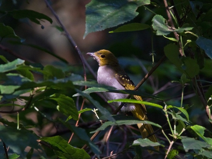 Western NicatorCanon 7DFocal length 420mm1/200 sec exposureF6.3ISO 500