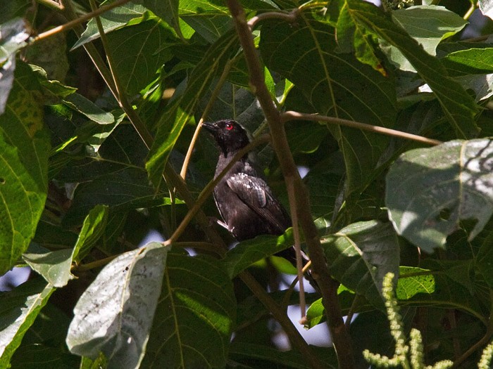 Grey-headed NigritaCanon 7DFocal length 420mm1/1250 sec exposureF7.1ISO 400