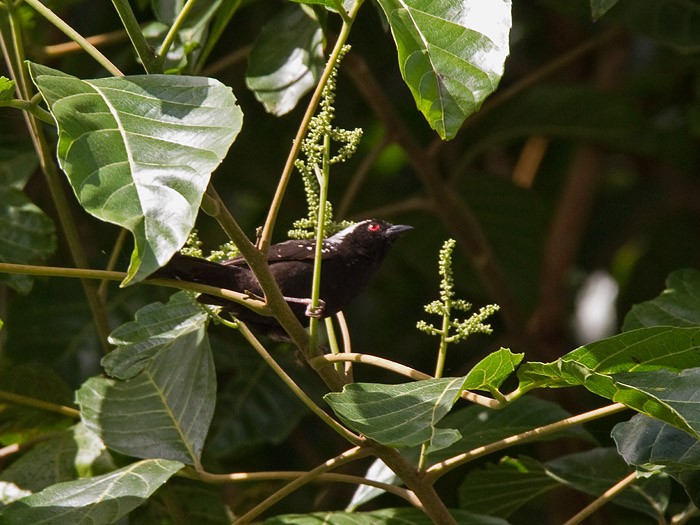 Grey-headed NigritaCanon 7DFocal length 420mm1/320 sec exposureF7.1ISO 400