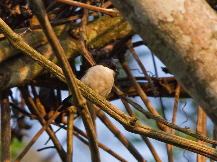 White-breasted NigritaCanon 7DFocal length 420mm1/160 sec exposureF7.1ISO 400
