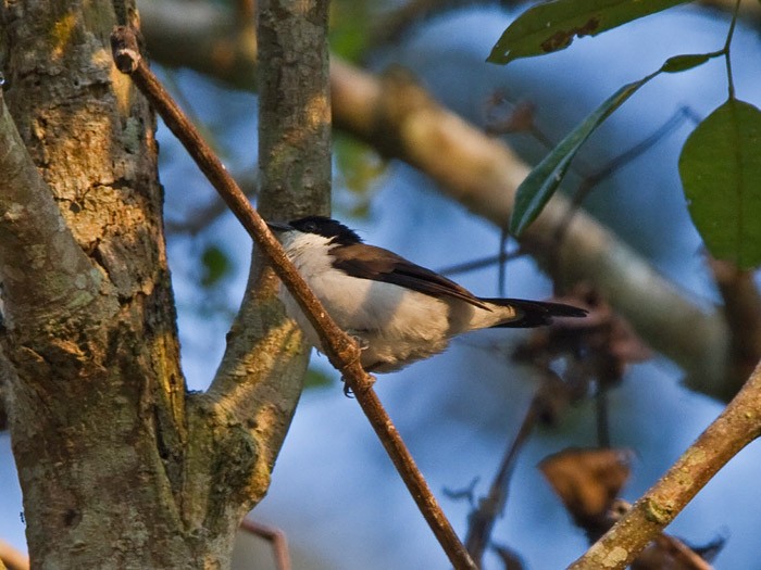 White-breasted NigritaCanon 7DFocal length 420mm1/125 sec exposureF7.1ISO 400