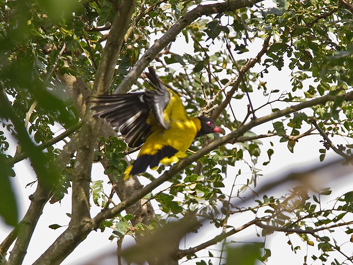 Mountain OrioleCanon 7DFocal length 420mm1/160 sec exposureF7.1ISO 320