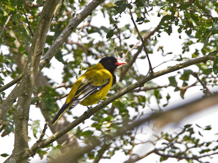 Mountain OrioleCanon 7DFocal length 420mm1/160 sec exposureF7.1ISO 320
