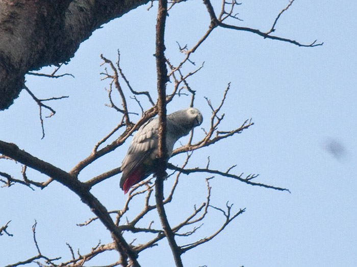 Grey ParrotCanon 40DFocal length 400mm1/1000 sec exposureF5.6ISO 400