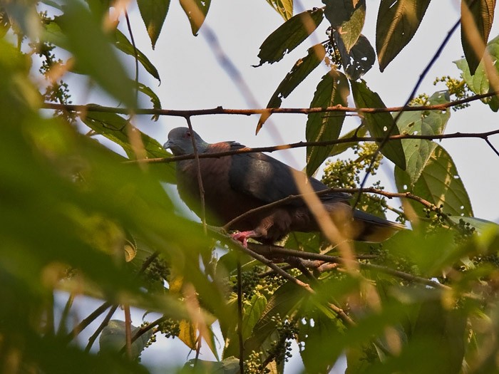 Western Bronze-naped PigeonCanon 7DFocal length 420mm1/320 sec exposureF7.1ISO 200