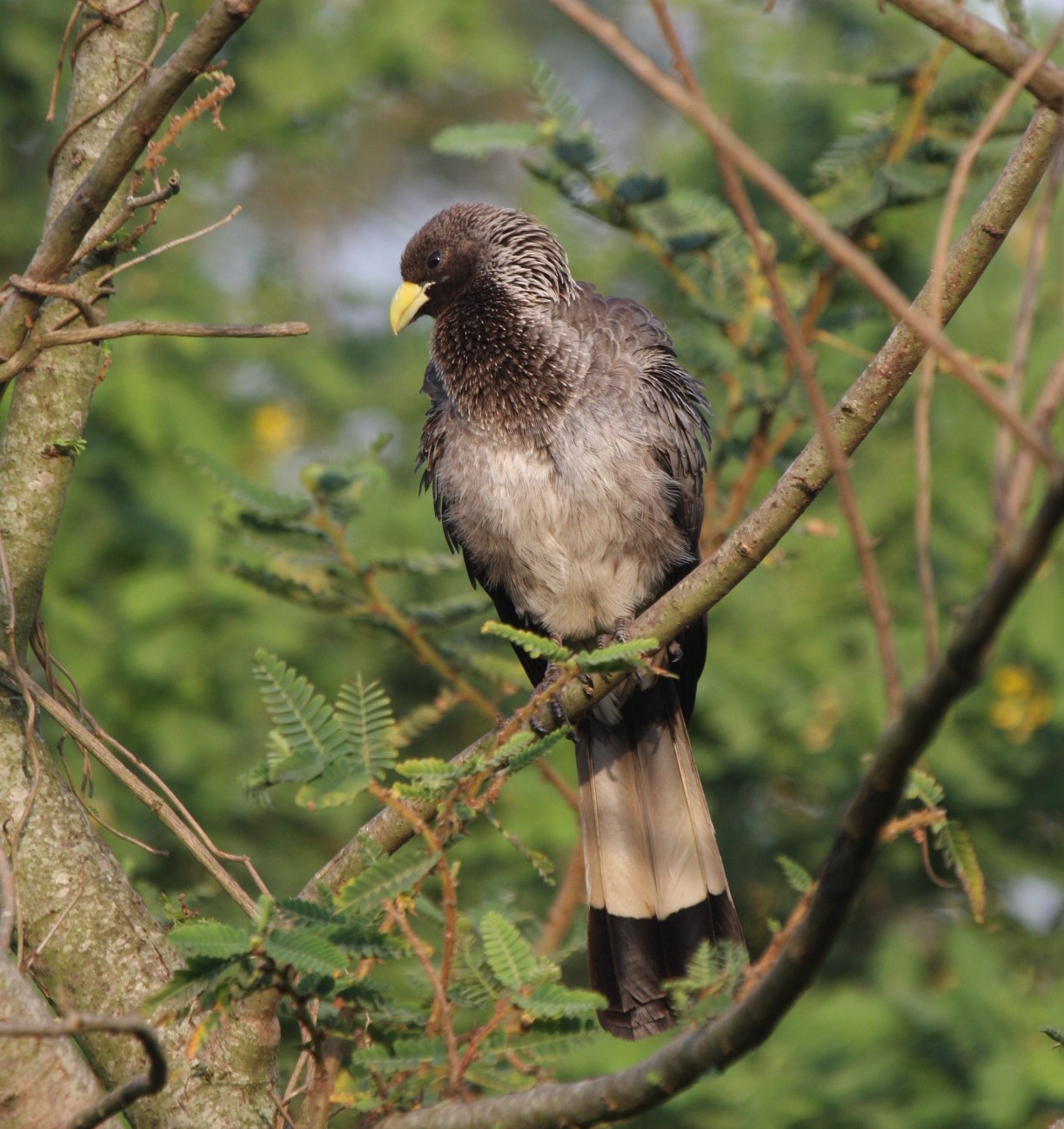 Eastern Grey Plantain-eaterCanon 40DFocal length 400mm1/320 sec exposureF7.1ISO 400