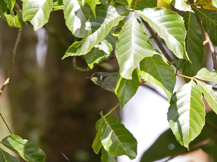 White-chinned PriniaCanon 7DFocal length 420mm1/320 sec exposureF7.1ISO 400