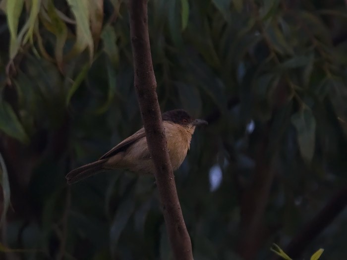 Northern PuffbackCanon 7DFocal length 420mm1/100 sec exposureF6.3ISO 400