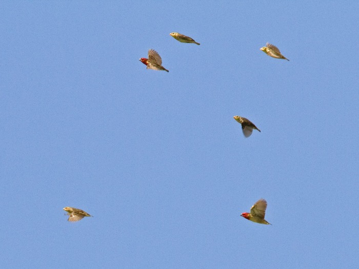 Cardinal QueleaCanon 7DFocal length 420mm1/60 sec exposureF6.3ISO 400