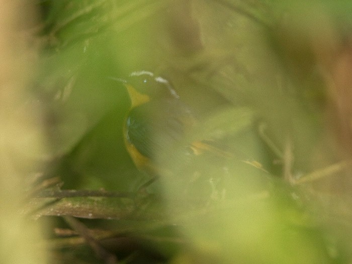 Blue-shouldered Robin-ChatCanon 7DFocal length 420mm1/100 sec exposureF6.3ISO 320