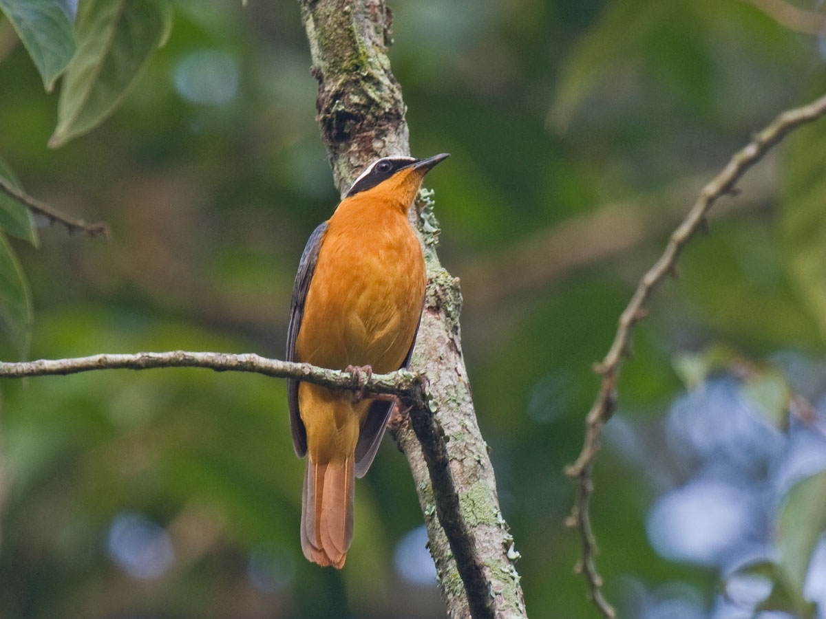 Snowy-crowned Robin-ChatCanon 40DFocal length 400mm1/60 sec exposureF5.6ISO 400