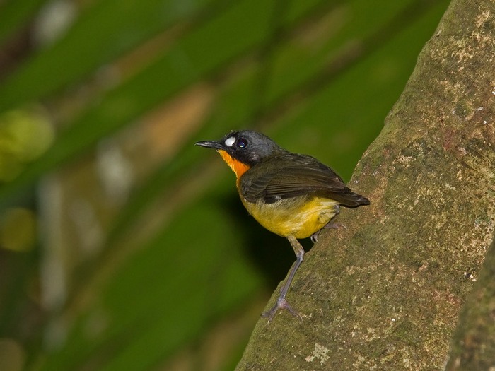 Eastern Forest RobinCanon 7DFocal length 420mm1/60 sec exposureF6.3ISO 400