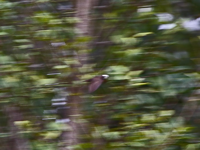 White-headed Saw-wingCanon 7DFocal length 420mm1/160 sec exposureF7.1ISO 400