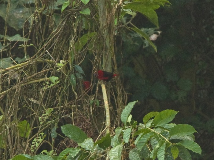Black-bellied SeedcrackerCanon 7DFocal length 420mm1/80 sec exposureF6.3ISO 320