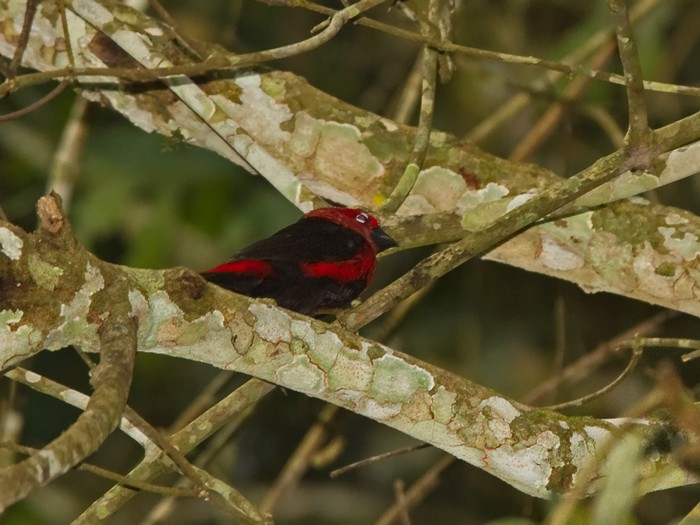 Black-bellied SeedcrackerCanon 7DFocal length 420mm1/160 sec exposureF6.3ISO 320