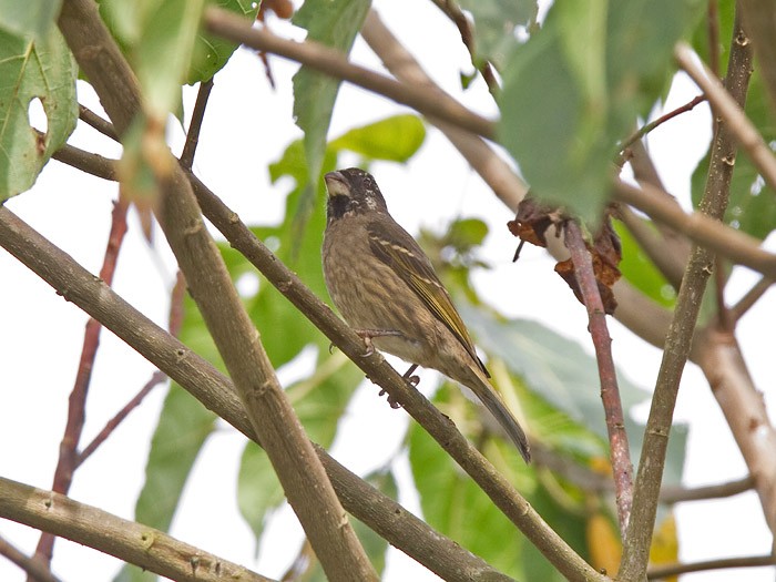 Thick-billed SeedeaterCanon 7DFocal length 420mm1/160 sec exposureF7.1ISO 400