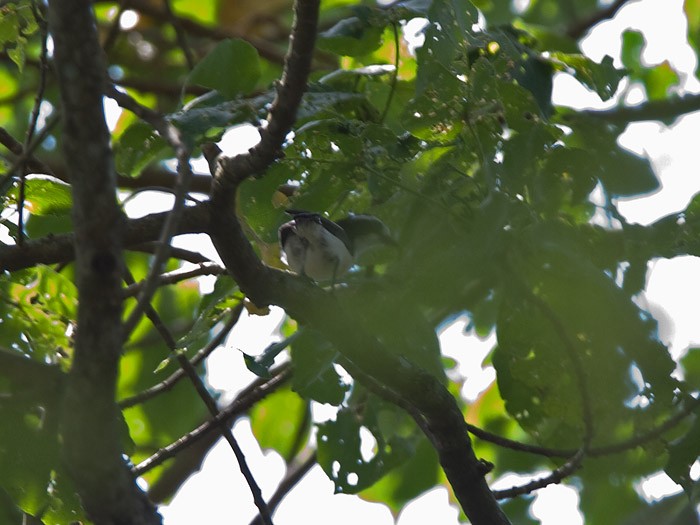 Bocage's Bush-ShrikeCanon 7DFocal length 420mm1/100 sec exposureF7.1ISO 320