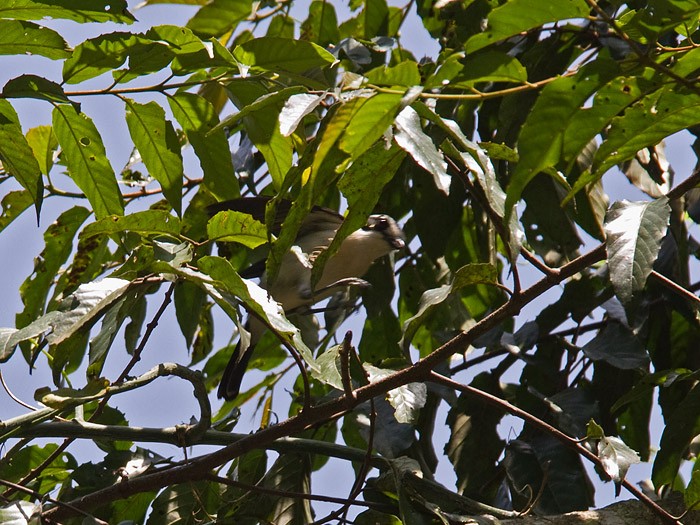 Bocage's Bush-ShrikeCanon 7DFocal length 420mm1/400 sec exposureF7.1ISO 320