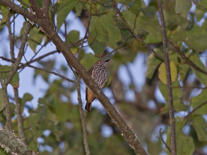 Shrike-flycatcherCanon 7DFocal length 420mm1/125 sec exposureF7.1ISO 500
